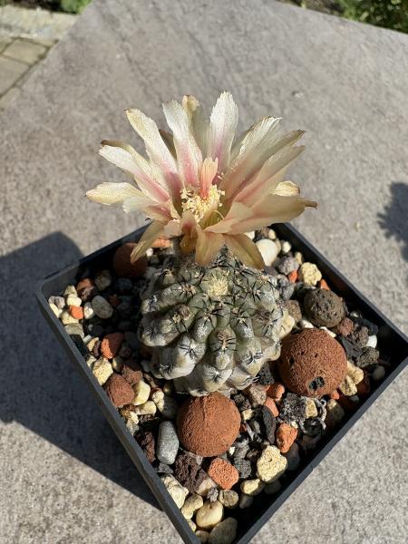 Eriocactus napina